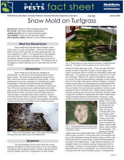 Snow Mold - Utah State University Extension