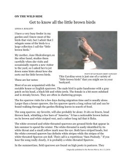 8.Little Brown Birds - Land Preservation Society of Norton, Inc.