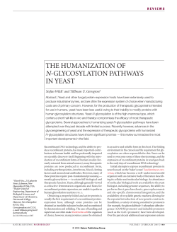 the humanization of n-glycosylation pathways in yeast