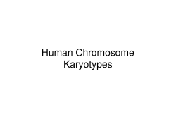 Human Chromosome Karyotypes