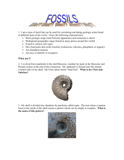 Fossils - The Virtual Petrified Wood Museum
