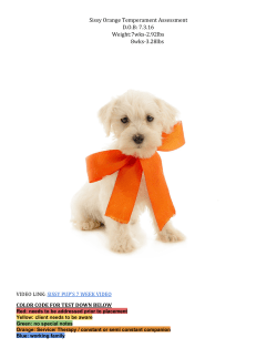 Orange`s Notes - Teddybear Goldendoodles