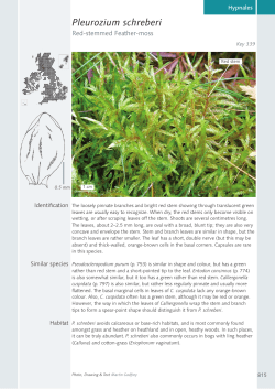 Pleurozium schreberi