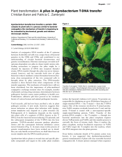 Plant transformation: A pilus in Agrobacterium T