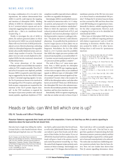 Heads or tails: can Wnt tell which one is up?