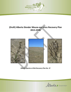 Alberta Slender Mouse-Ear-Cress Recovery Plan - Draft - 2015-2025