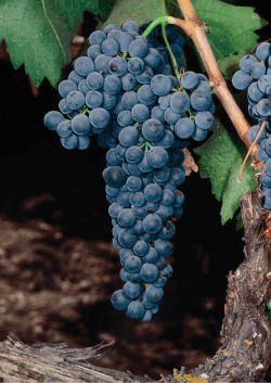 Growth and Soil Adaptability - DEVO