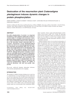 Desiccation of the resurrection plant Craterostigma plantagineum