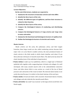 1. Summarize the structures of muscular arteries and