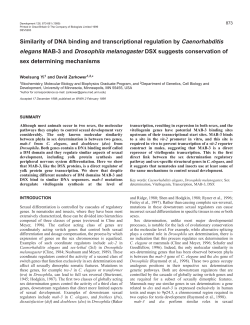 DM domain proteins in sexual regulation - Development