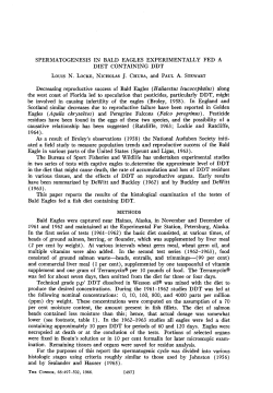 Spermatogenesis in Bald Eagles Experimentally Fed a Diet