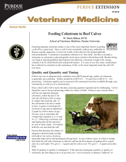 Feeding Colostrum to Beef Calves