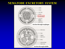 NEMATODE EXCRETORY SYSTEM