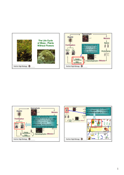 The Life Cycle of Moss - Plants Without Flowers