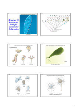 Mode of nutrition Euglena Examples of amebas Amebas with
