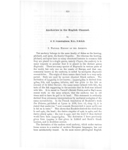 Anchovies in the English Channel.