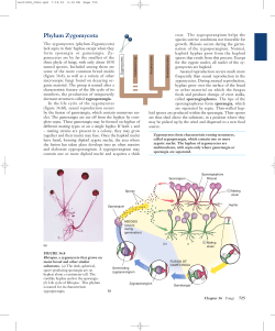 Phylum Zygomycota