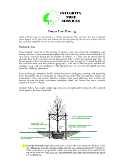 Proper Tree Planting - Integrity Tree Services