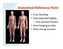 Anatomical Reference Point, Planes of the Body and Axes of Body