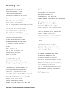 Mitosis Rap Lyrics
