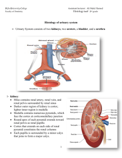 Histology of urinary system &equiv; Urinary System consists of two