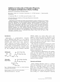 Inhibition by Sethoxydim of Chloroplast Biogenesis