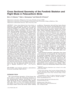 Cross sectional geometry of the forelimb skeleton