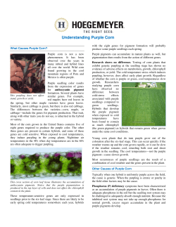 Understanding Purple Corn