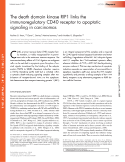 The death domain kinase RIP1 links the immunoregulatory CD40