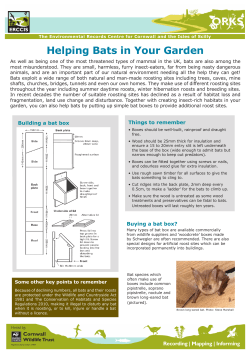 Helping Bats in Your Garden
