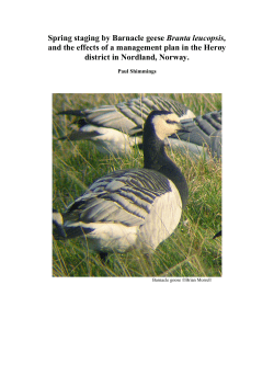 Spring staging by Barnacle geese Branta leucopsis, and the effects