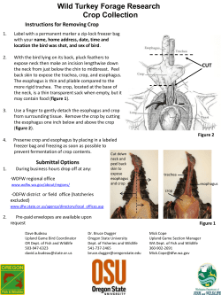 remove your turkey`s crop