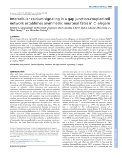 Intercellular calcium signaling in a gap junction