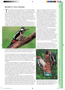 Birdlife in Your Garden