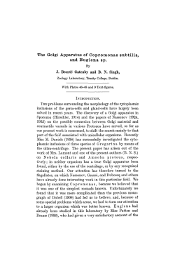 The Golgi Apparatus of Copromonas subtilis, and Euglena sp.