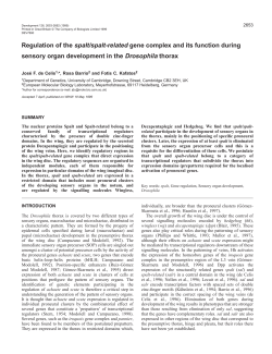 sal and salr in Drosophila macrochaetae pattern formation