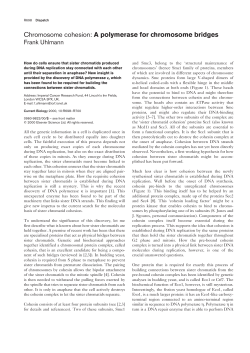 Chromosome cohesion: A polymerase for