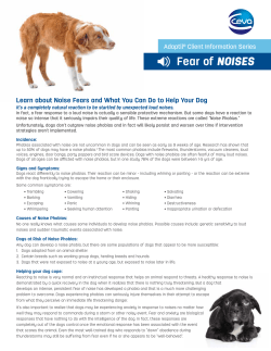 Canine Noise Phobia Detailer