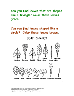 Can you find leaves that are shaped like a triangle? Color those