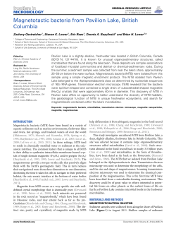Magnetotactic bacteria from Pavilion Lake, British Columbia