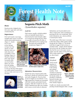 Sequoia Pitch Moth