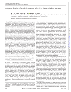 Adaptive shaping of cortical response selectivity in the vibrissa