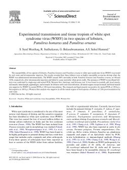 Musthaq 2006 WSSV exptal transmission WSSV panulirus