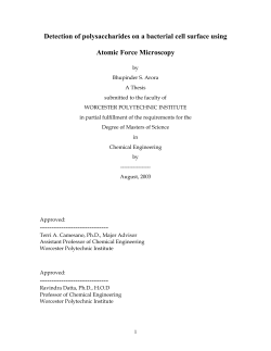 Detection of polysaccharides on a bacterial cell surface