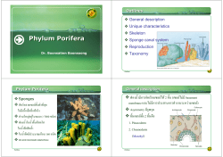 Phylum Porifera