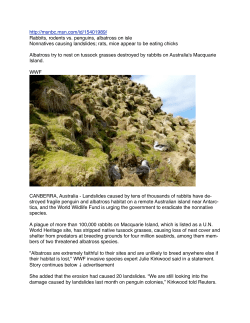Rabbits, rodents vs. penguins, albatross on isle