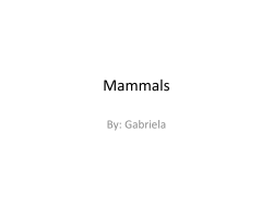 Mammals