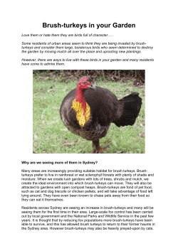 Brush-turkeys in your Garden