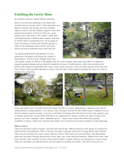 Extolling the Lowly Moss - Fairfax County Master Gardeners