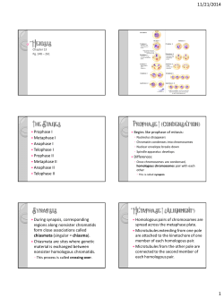 Meiosis The Stages Prophase I (Condensation) Synapsis